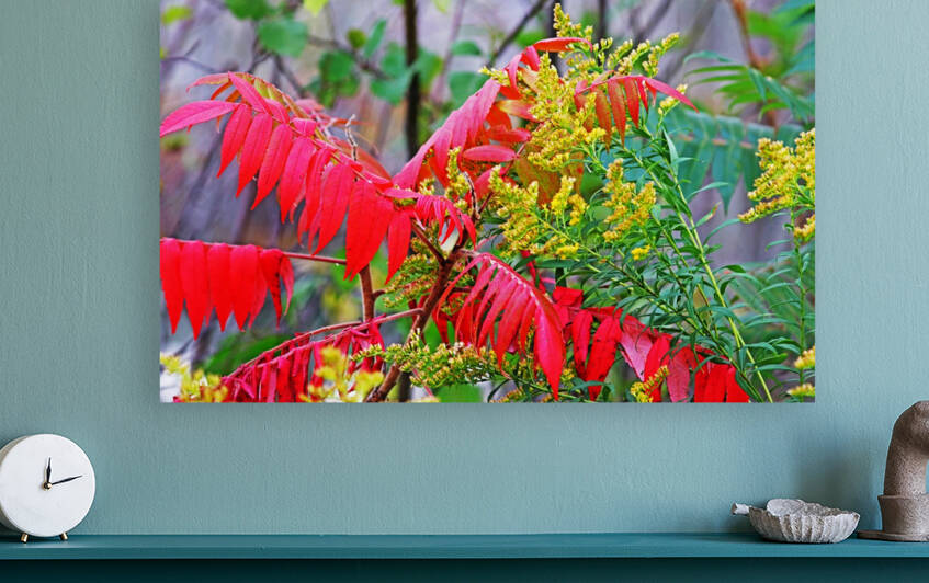 Red Sumac And Yellow Goldenrod by Deb Oppermann