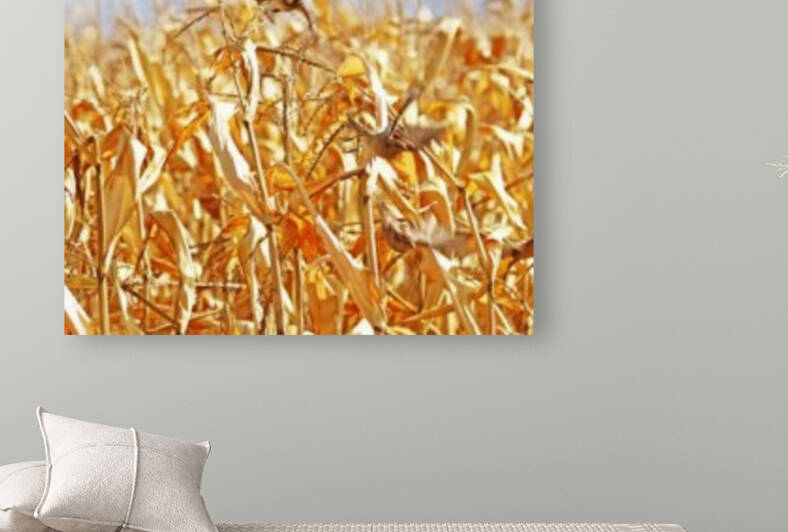 Startled House Sparrows In Corn Field by Deb Oppermann