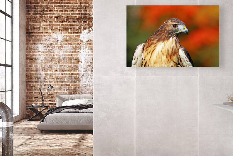 Red Tailed Hawk Profile by Deb Oppermann