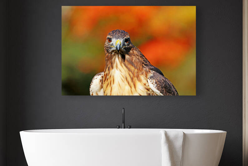 Red Tailed Hawk Stare by Deb Oppermann