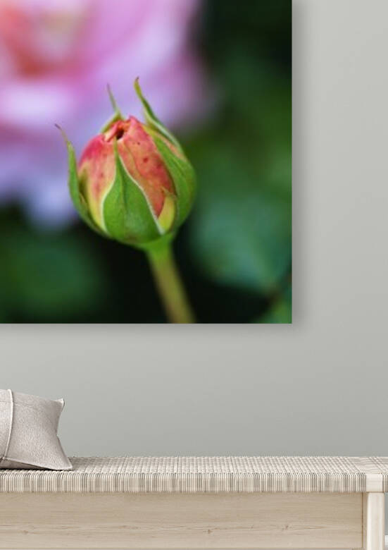 Beautiful Rose Bud by Joy Watson