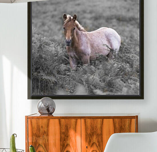 Wild Horses, New Forest by Assaf Frank