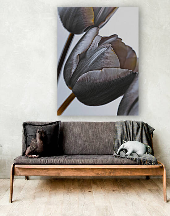 Tulip flowers on white background by Assaf Frank