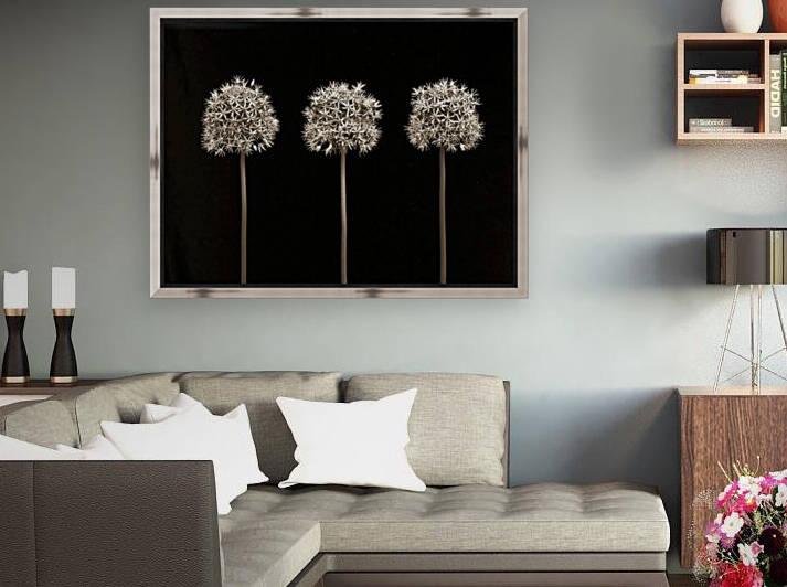 Three allium flowers by Assaf Frank