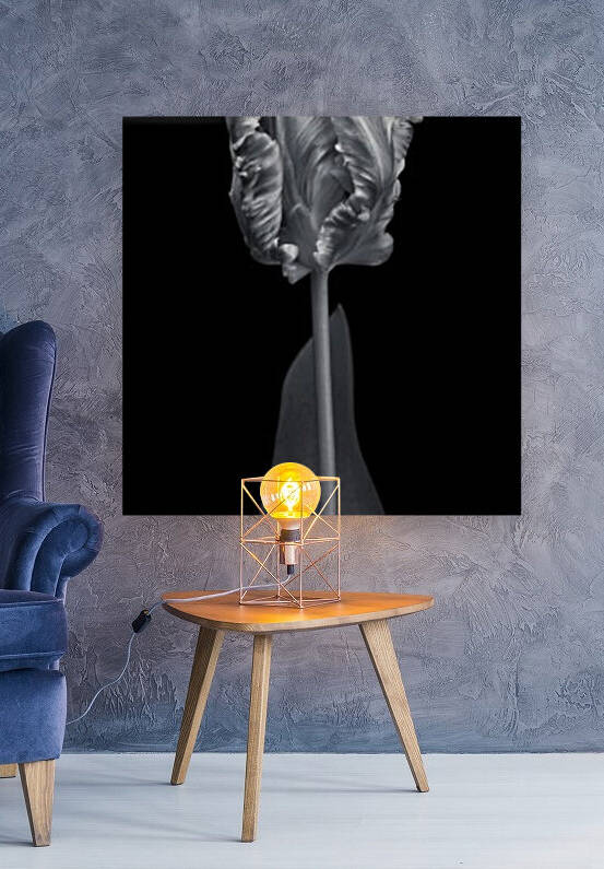 Rcoco tulip, side view by Assaf Frank