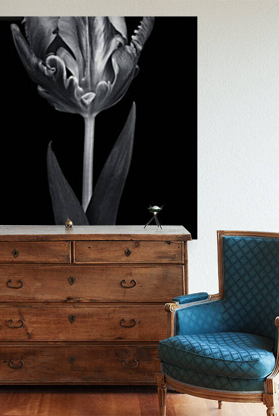 Rcoco tulip, side view by Assaf Frank