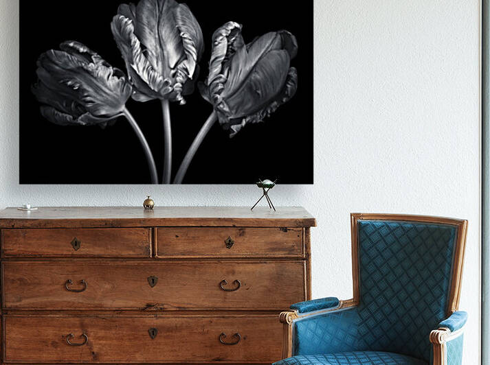 Three rococo tulips close-up by Assaf Frank