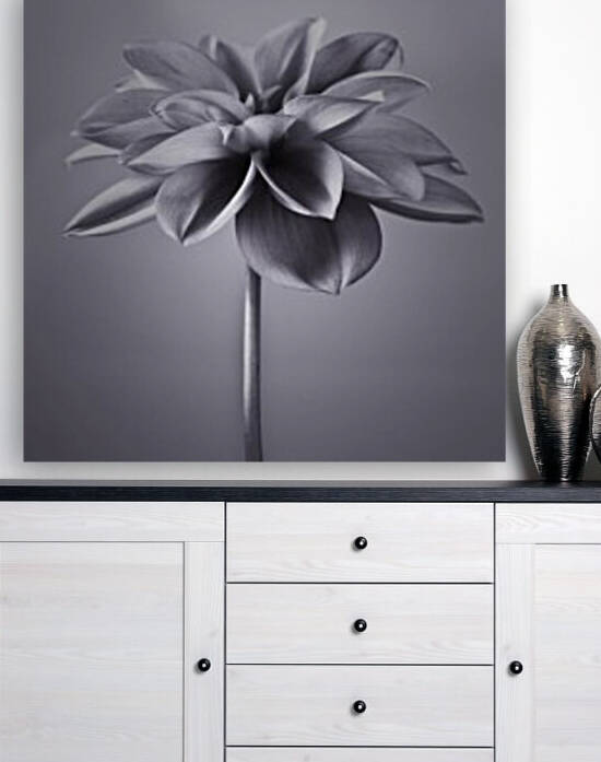 Dahlia Flower by Assaf Frank