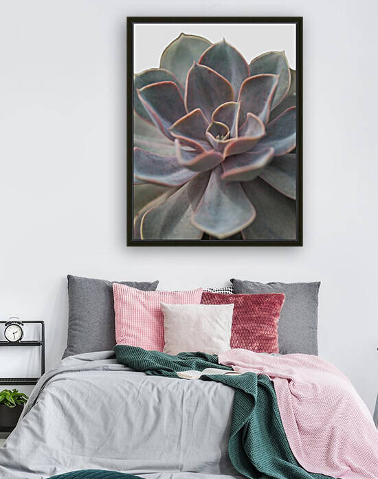 Close-up of Echeveria flower by Assaf Frank