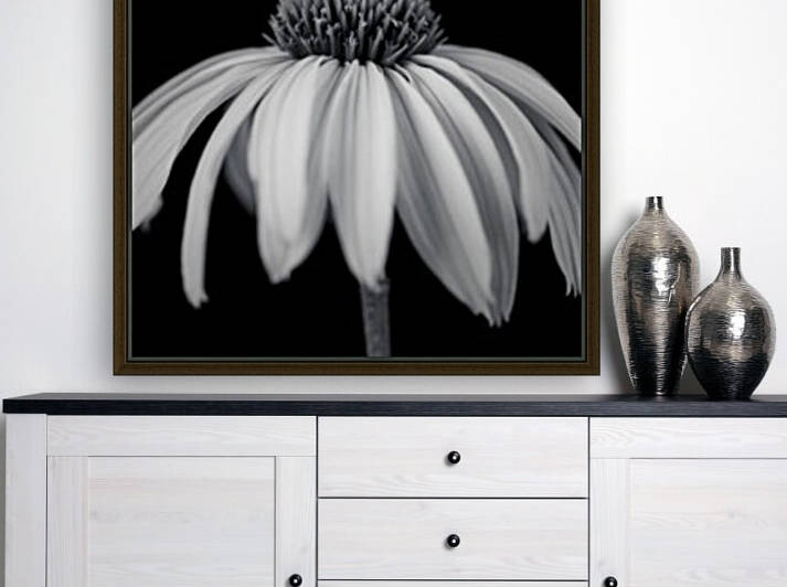 Coneflower close-up by Assaf Frank