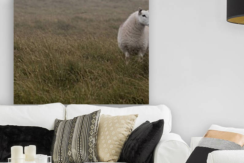 A Sheep standing on grass in mist by Assaf Frank