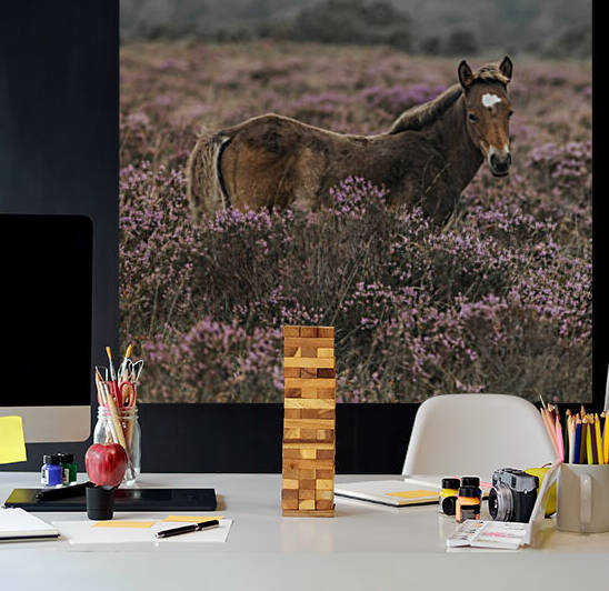 Wild Horses, New Forest by Assaf Frank