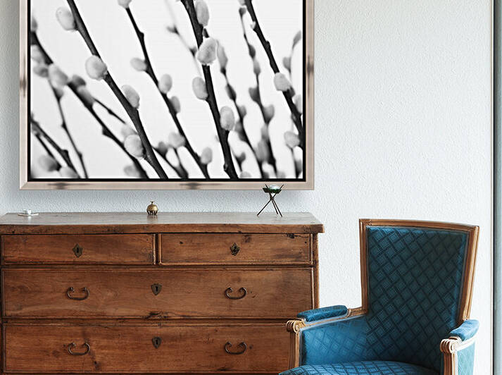 Pussy willow close-up by Assaf Frank