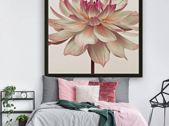 Dahlia Flower by Assaf Frank