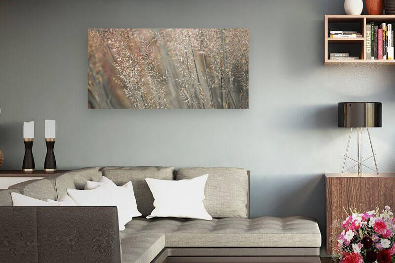 Fountain grass by Assaf Frank