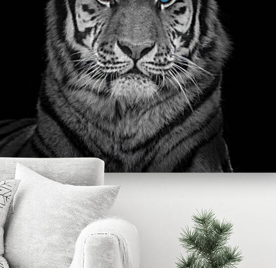 Blue eyes tiger face by Assaf Frank