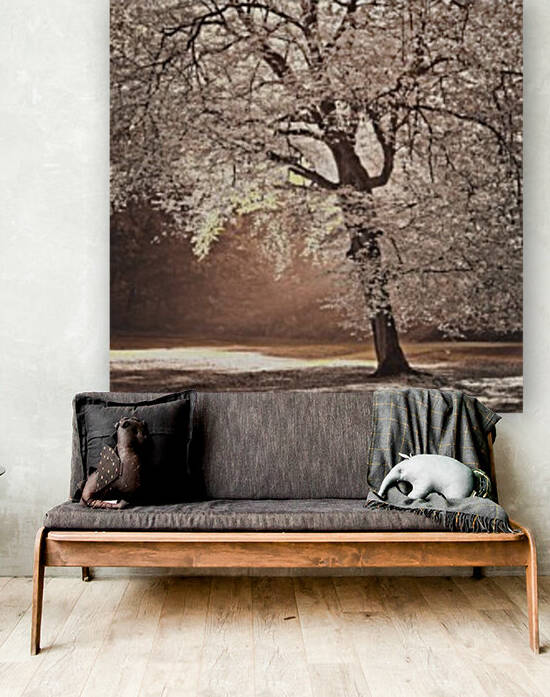 Autumn tree in sunlight by Assaf Frank