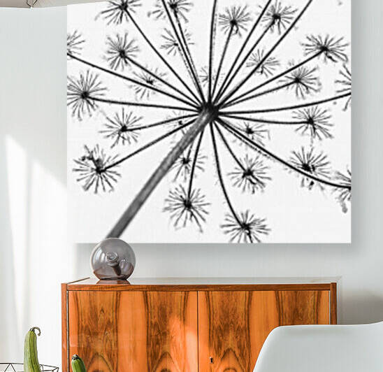 Frosty cow parsley by Assaf Frank