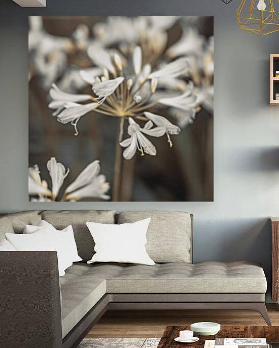 African Lilies by Assaf Frank