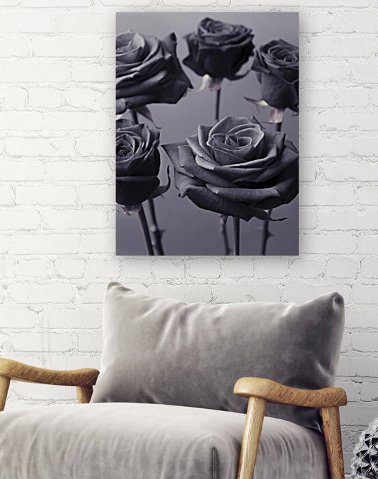 Close-up of Roses on colored background by Assaf Frank