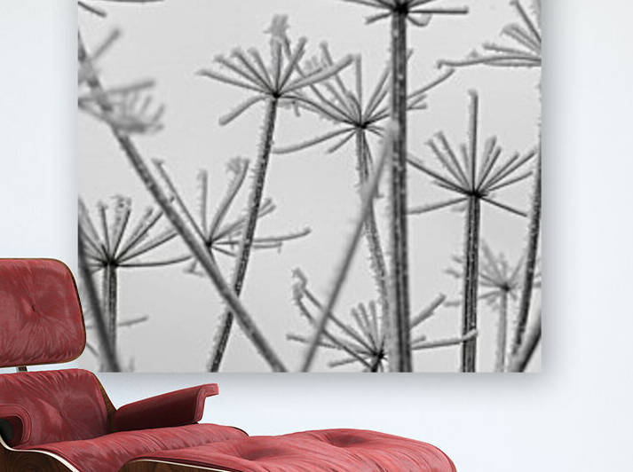 Frosty cow parsley by Assaf Frank