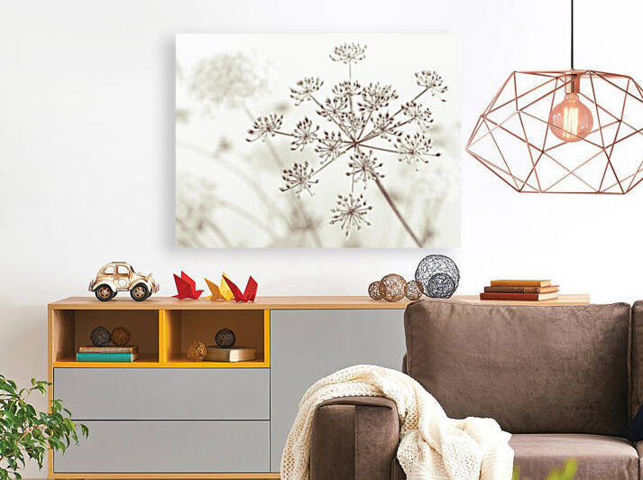 Cow parsley flower by Assaf Frank