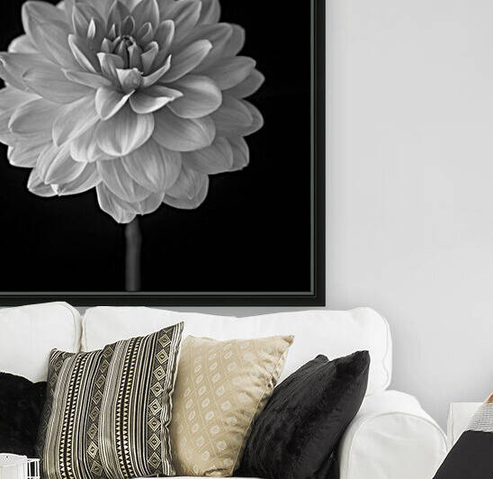 Dahlia flower on black background by Assaf Frank