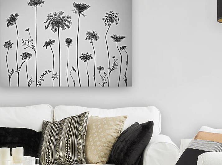 Cow parsley by Assaf Frank