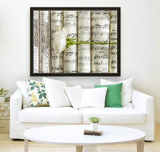 White rose on scrolls of sheet music by Assaf Frank