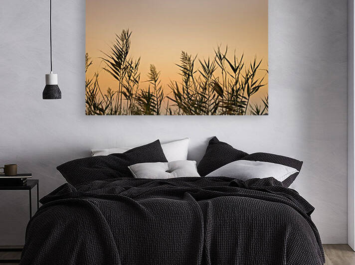 Reeds by Assaf Frank