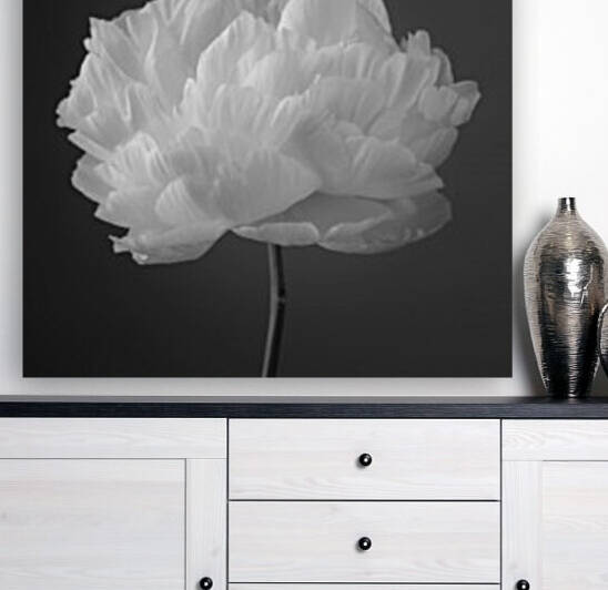 Peony flower by Assaf Frank