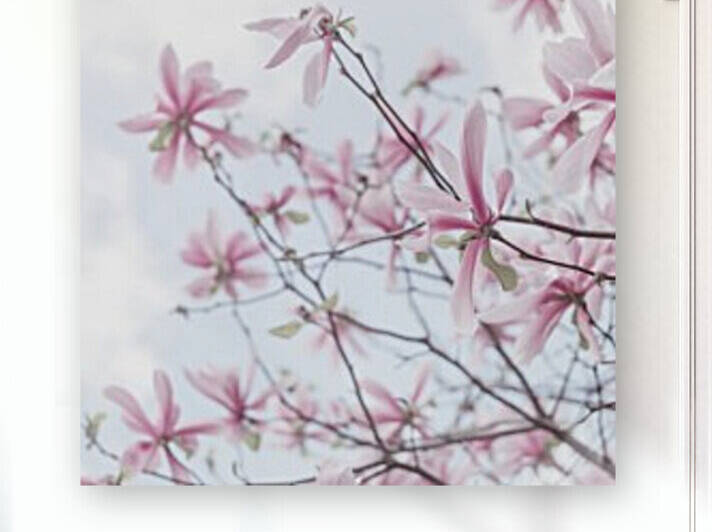 Magnolias against sky by Assaf Frank