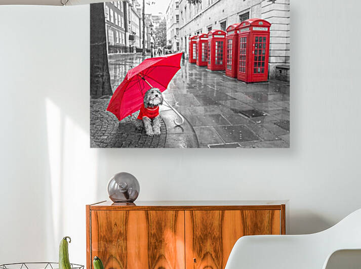 Dog with umbrella on London city street by Assaf Frank