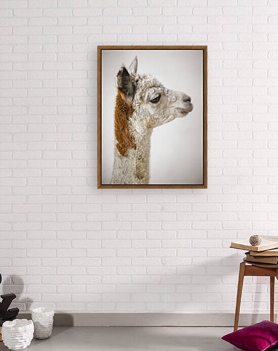 Close-up of Alpaca by Assaf Frank