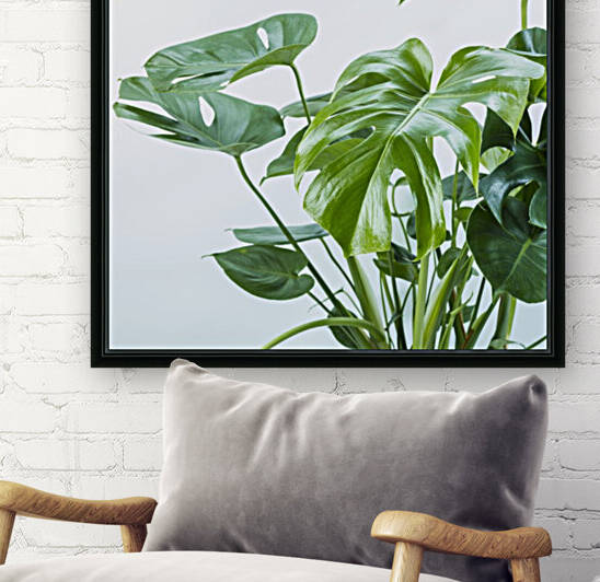 Close-up of a plant on white background by Assaf Frank