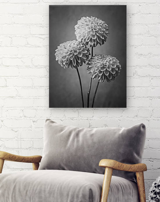 Three Dahlia flowers by Assaf Frank