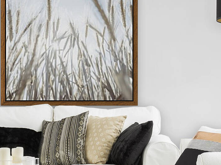 Sun rays through barley filed by Assaf Frank