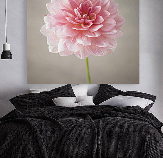 Dahlia flower on colored background by Assaf Frank