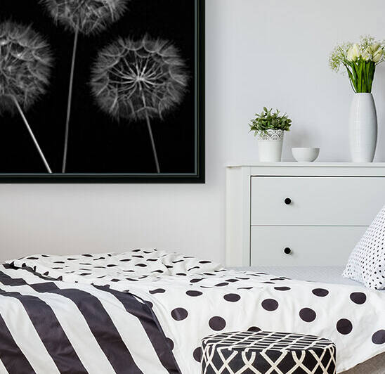 Dandelion flowers over black background by Assaf Frank