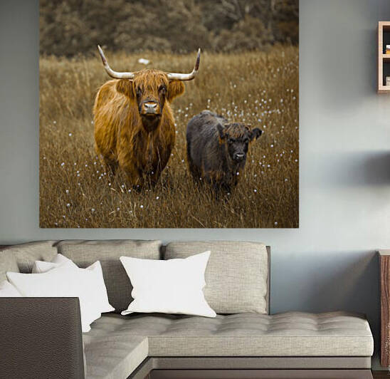 Highland Cows by Assaf Frank