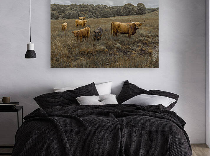 Highland Cows by Assaf Frank