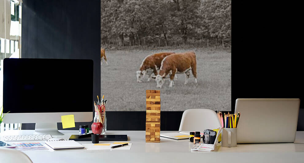 Cows in the field by Assaf Frank