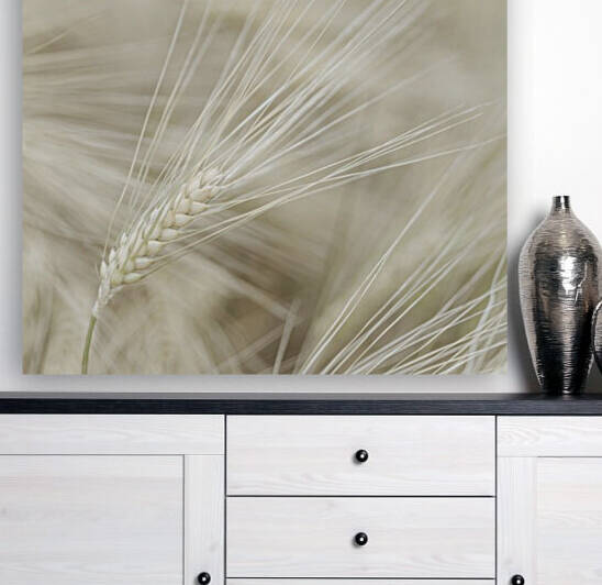 Wheat close-up by Assaf Frank