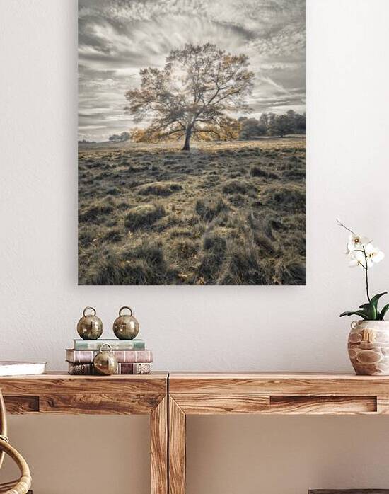 Single tree at autumn by Assaf Frank