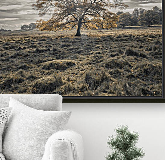 Single tree at autumn by Assaf Frank