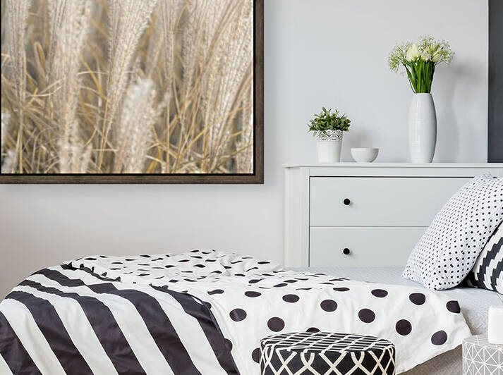 Japanese Silver Grass by Assaf Frank