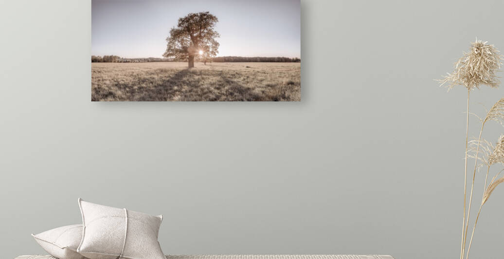 Sun shining through single tree by Assaf Frank