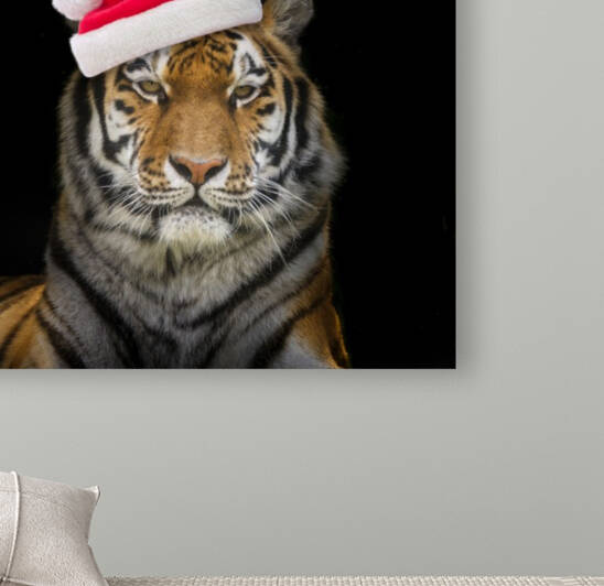 Tiger with Santa hat by Assaf Frank