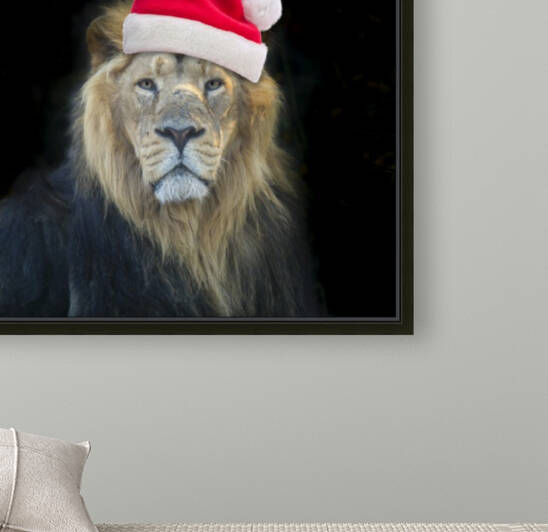Lion with Santa hat by Assaf Frank