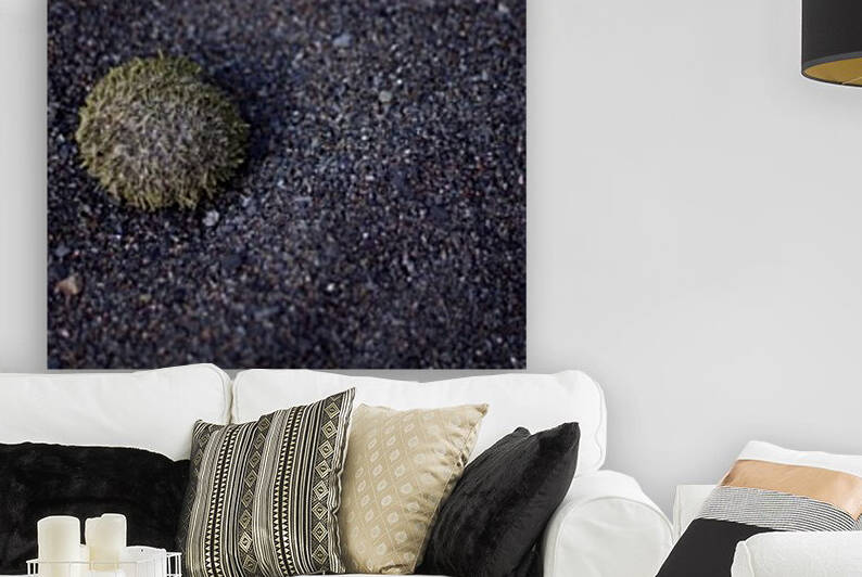 Sea urchin by Dawn Evans